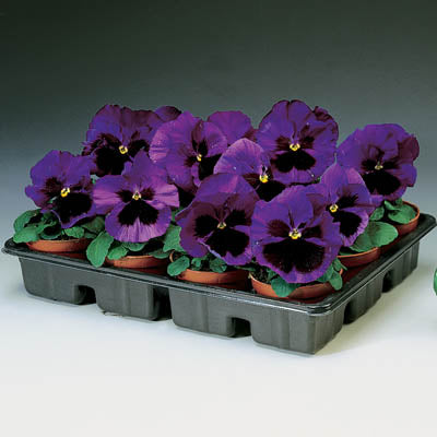 Pansy F1 blue Blotch Seeds - omaxe seeds