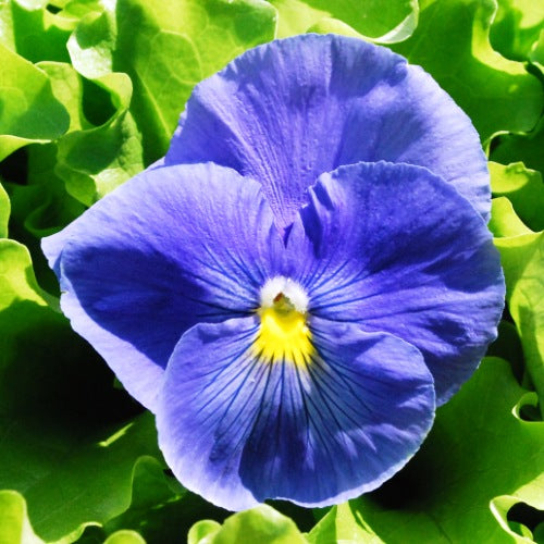 Pansy f1 Celestial Sky Blue Blotch (10 seeds) pure blue - omaxe seeds