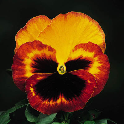 Pansy F1 Delta Fire Seeds - omaxe seeds