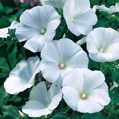 Pansy F1 Mont Blanc White (10 seeds) - omaxe seeds