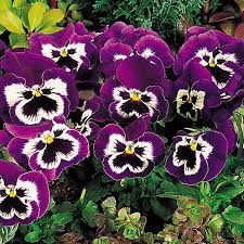 Pansy F1 Purple Smile Seeds - omaxe seeds