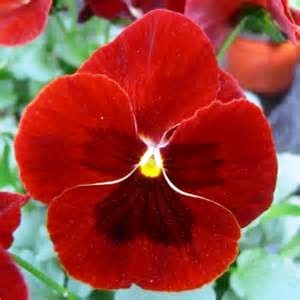 Pansy F1 Scarlet Red (10 seeds) - omaxe seeds