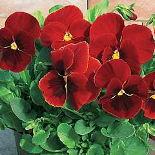 Pansy F1 Scarlet Red Blotch Seeds - omaxe seeds