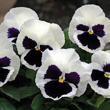 Pansy F1 White Blotch Seeds - omaxe seeds