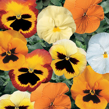 Pansy F1 Wittrockiana Mixed Seeds - omaxe seeds