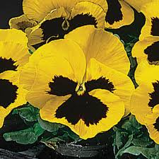Pansy F1 Yellow Blotch Seeds - omaxe seeds