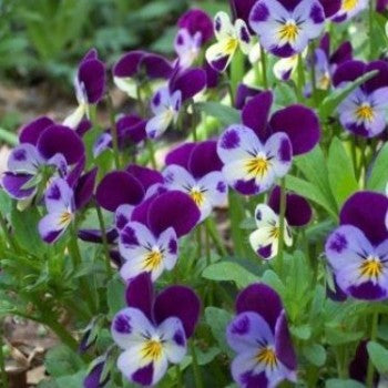 Pansy Viola Johny Jump Up Seeds - omaxe seeds