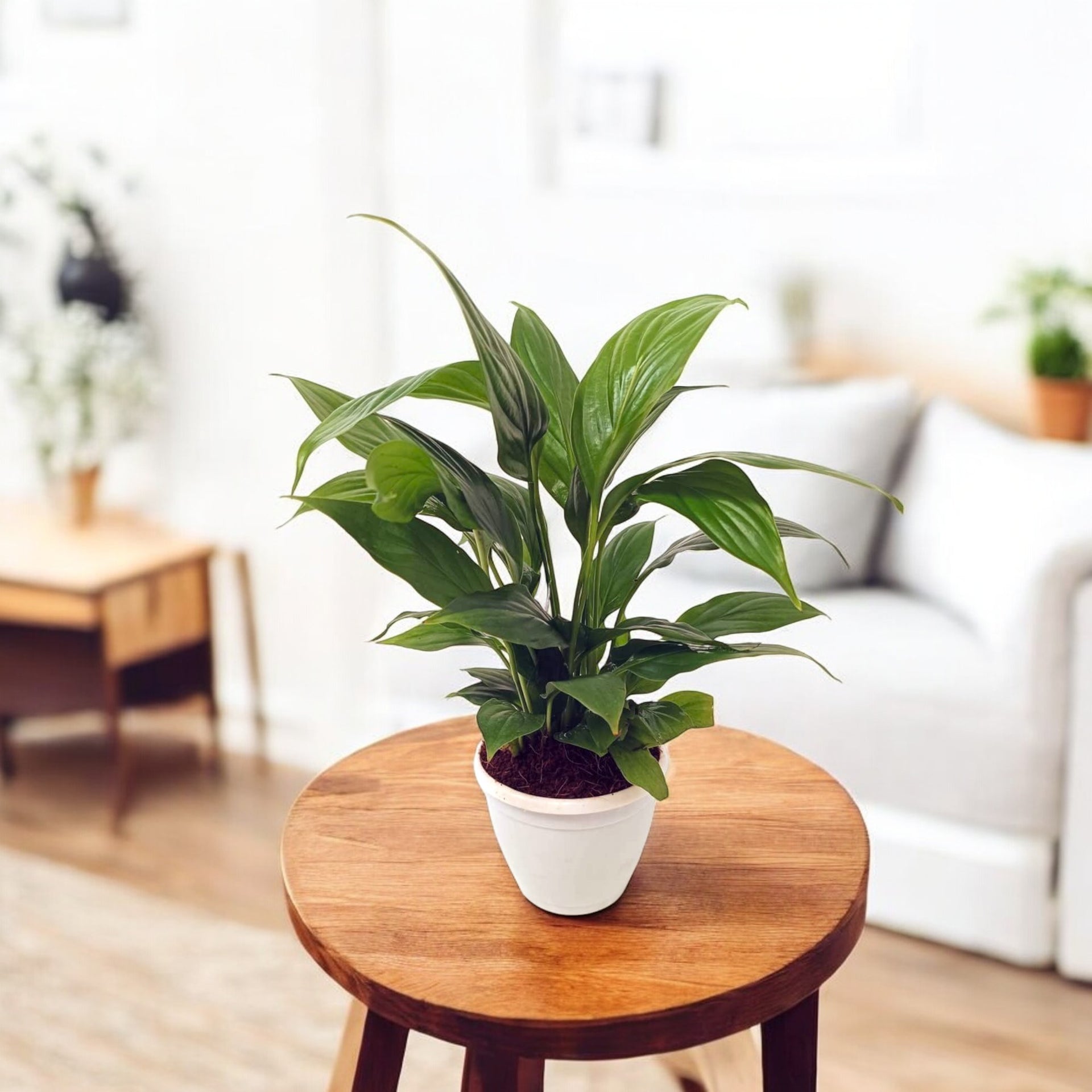 Peace Lily Plant Small - Spathiphyllum Plant Peace Lily Plant Small - Spathiphyllum Plant