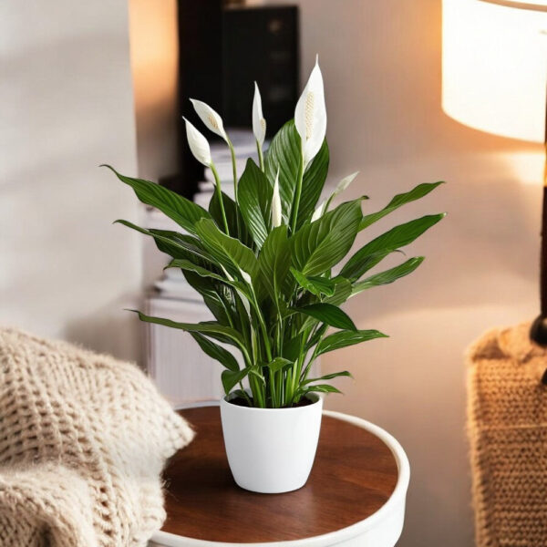 Peace Lily Plant - Spathiphyllum