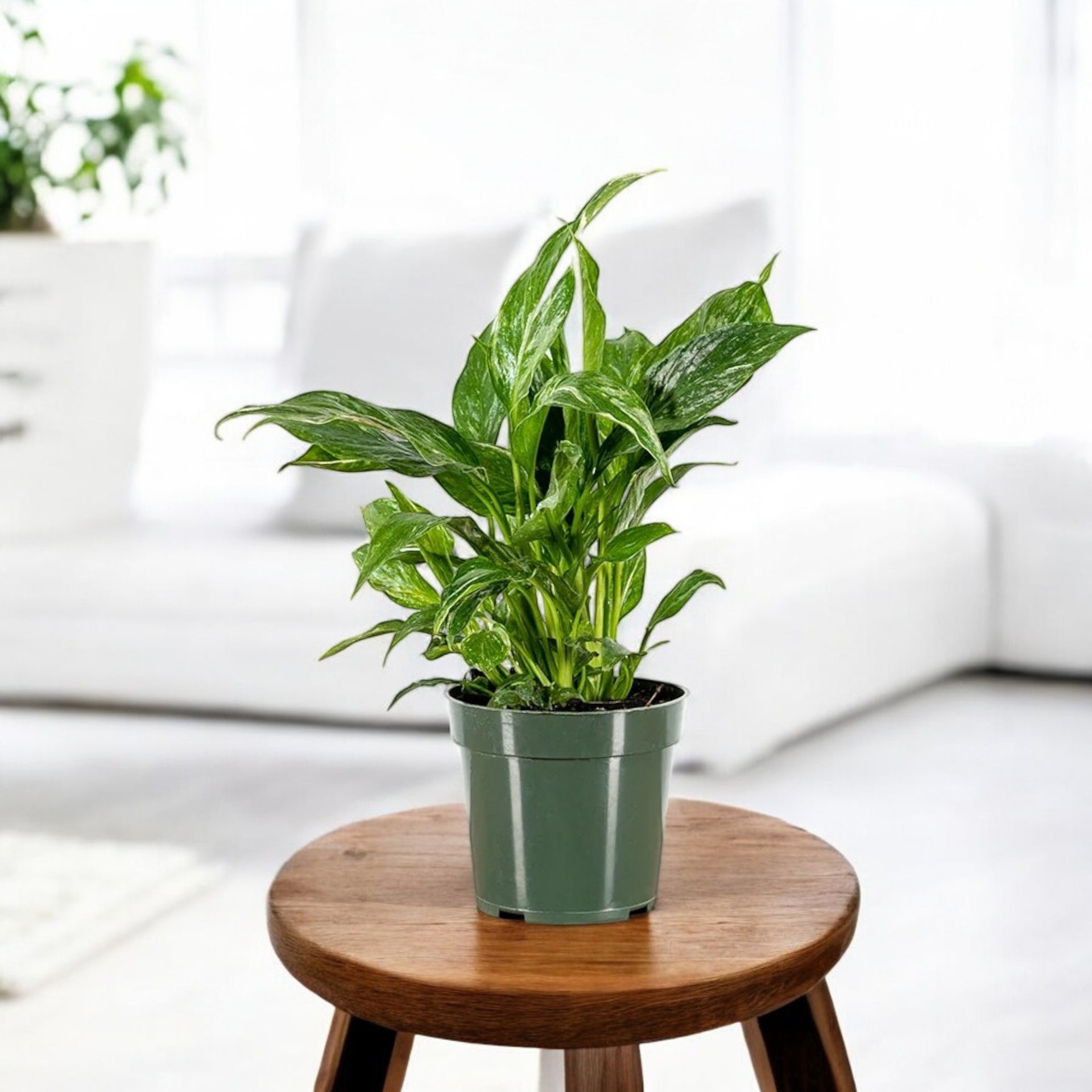 Peace Lily Variegated Plant Peace Lily Variegated Plant