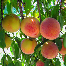 Peach Plant - Prunus Persica - Hybrid Fruit Plant