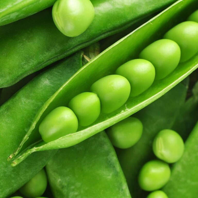 Peas Imported OS-10 Seeds - omaxe seeds