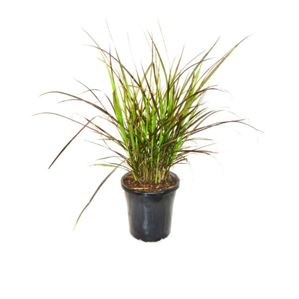 Pennistum Advena - Purple Fountain Grass, Pampass Grass