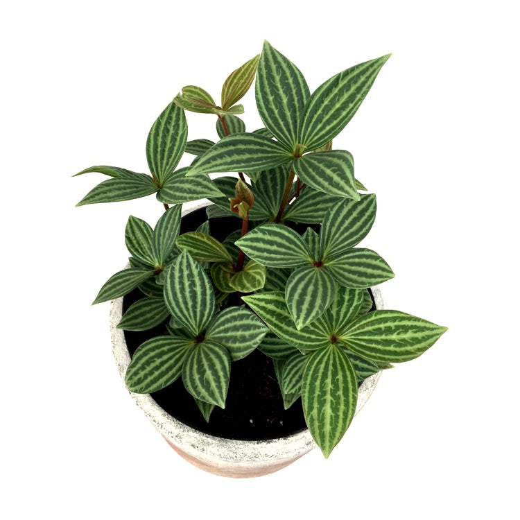 Peperomia Puteolata plant Peperomia Puteolata plant