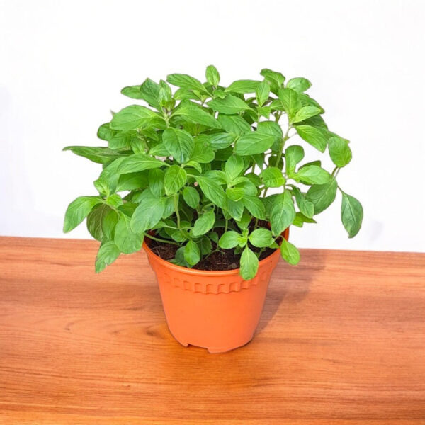Peppermint Plant