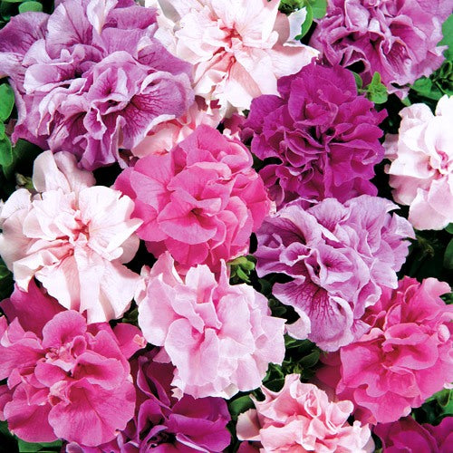 Petunia Glorious DBL Mixed Seeds - omaxe seeds