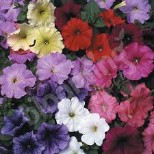 Petunia Grandiflora Mixed Seeds - omaxe seeds