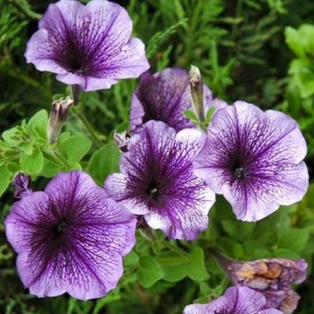 Petunia Grandiflora Purple Seeds - omaxe seeds