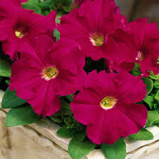 Petunia Grandiflora Rose Seeds - omaxe seeds