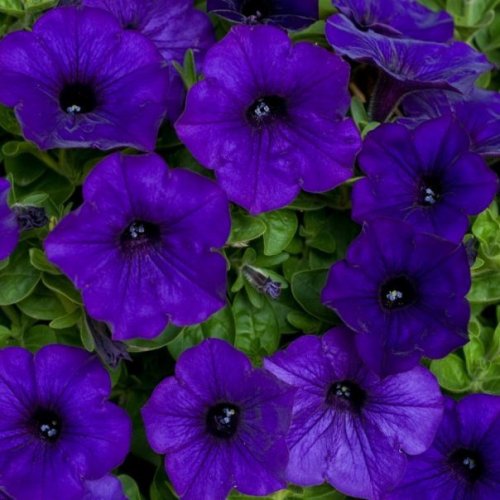 Petunia Grandiflora Violet Seeds - omaxe seeds