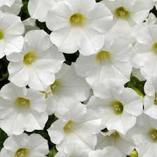 Petunia Grandiflora White Seeds - omaxe seeds