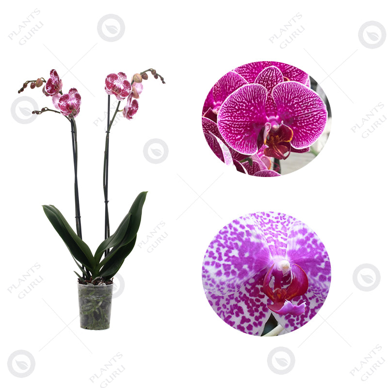 Phalaenopsis Orchid Pink Bicolor - Phalaenopsis Pink Blush Phalaenopsis Orchid Pink Bicolor - Phalaenopsis Pink Blush