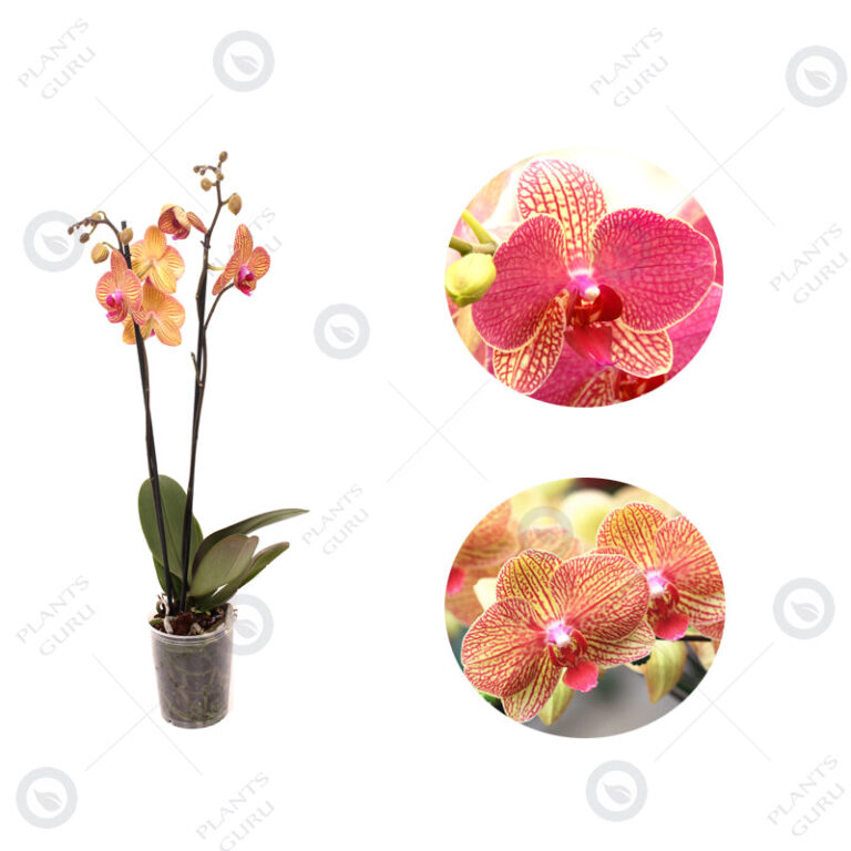 Phalaenopsis Orchid Plant Yellow Blush - Orchid Plant
