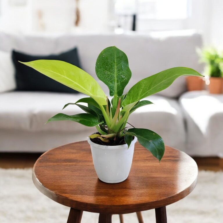 Philodendron Moonshine Plant