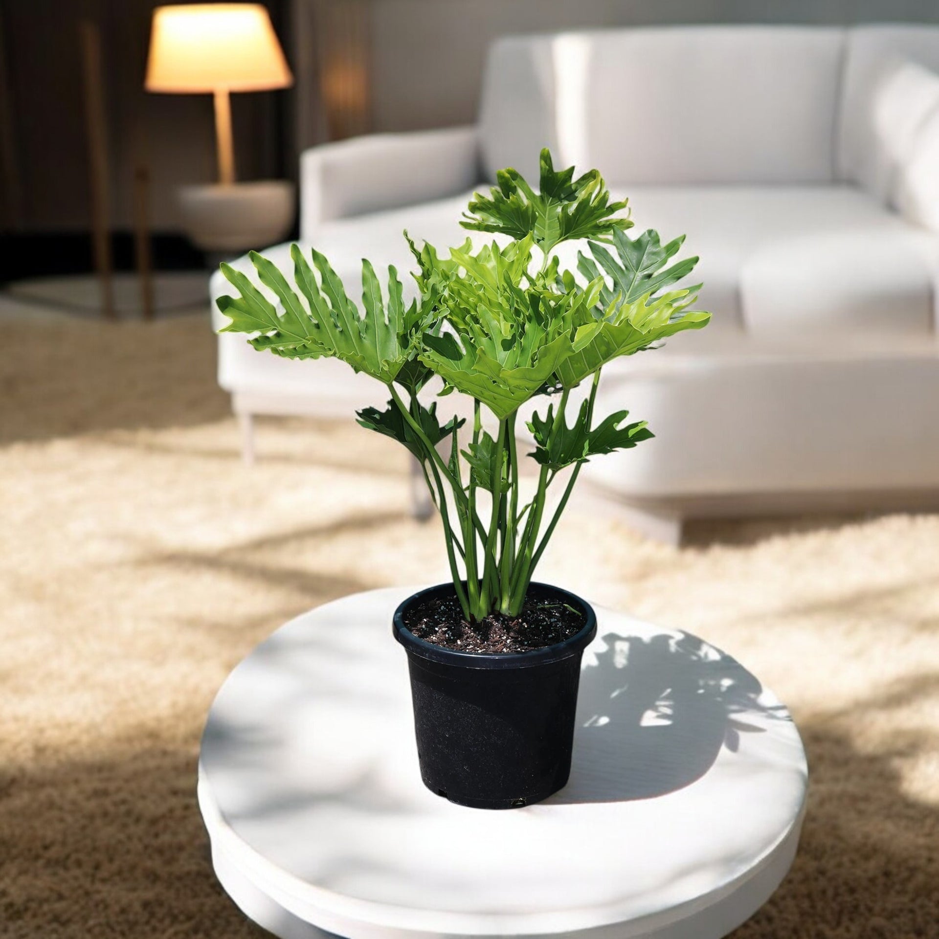 Philodendron Selloum Plant Philodendron Selloum Plant