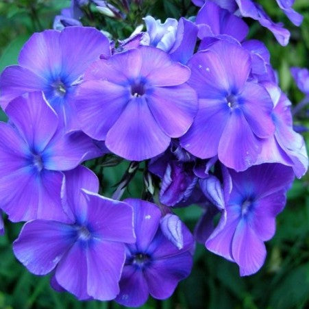 Phlox Beauty Blue seeds - omaxe seeds