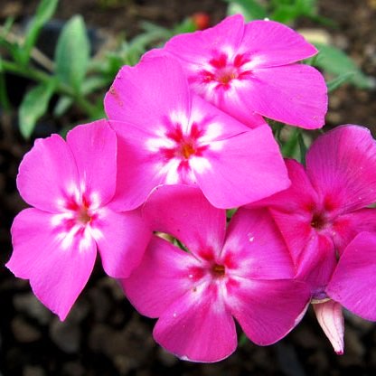 Phlox Beauty Leopoldi Pink seeds - omaxe seeds