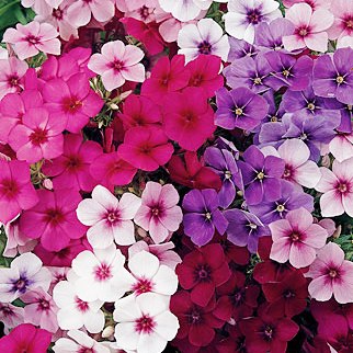 Phlox Beauty Mixed Seeds - omaxe seeds