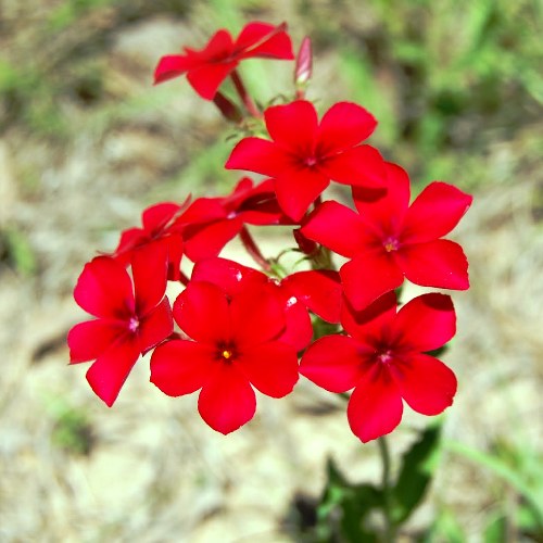 Phlox Beauty Red seeds - omaxe seeds