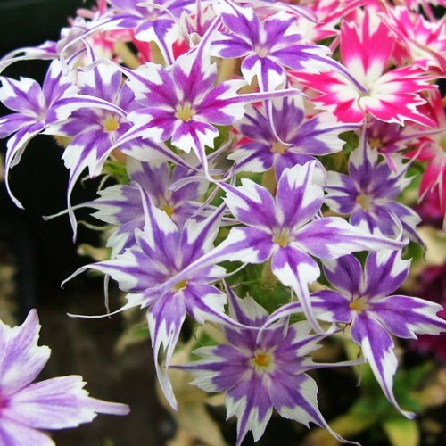 Phlox Twinkle Star Mixed seeds - omaxe seeds