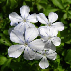 Plumbago White Plant in 5 Inch Pot