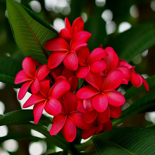 Plumeria Pink Plant - Champa, Frangipani