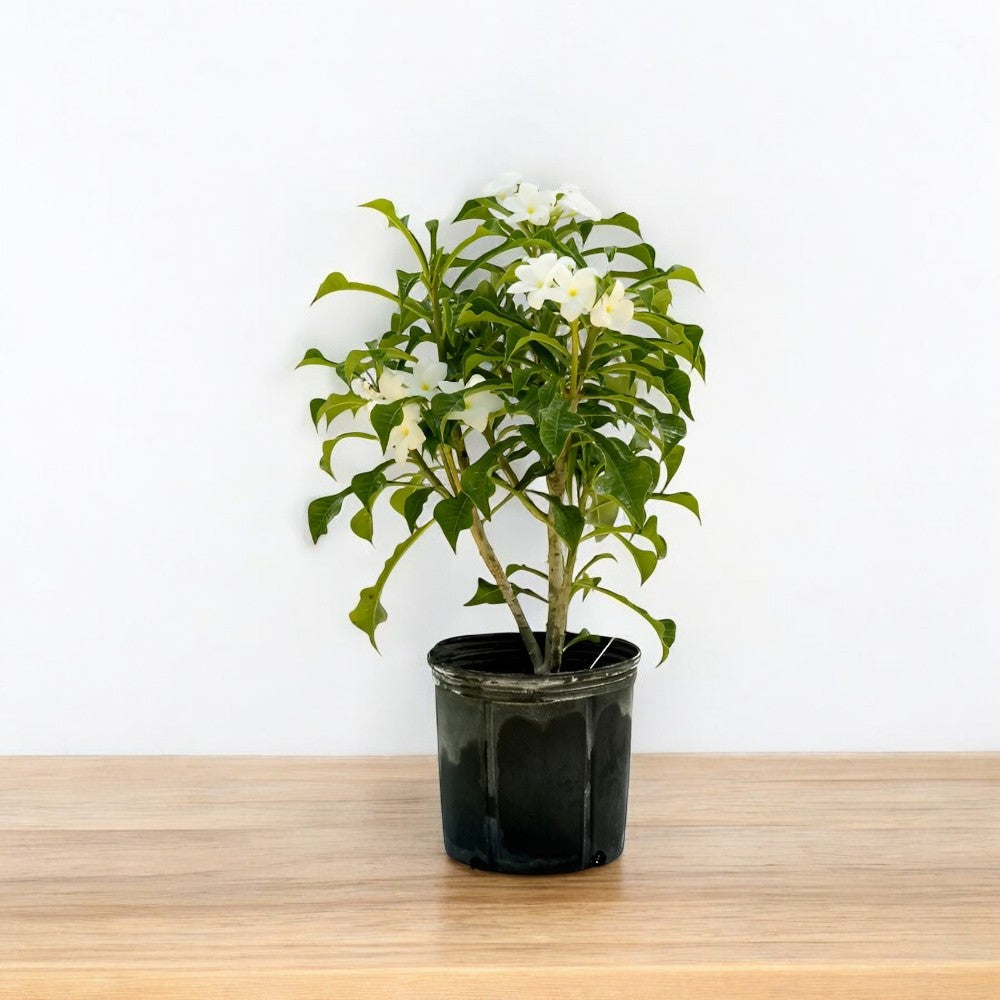 Plumeria Pudica Plant - Champa, Frangipani Plumeria Pudica Plant - Champa, Frangipani