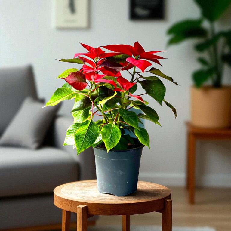 Poinsettia Red Plant