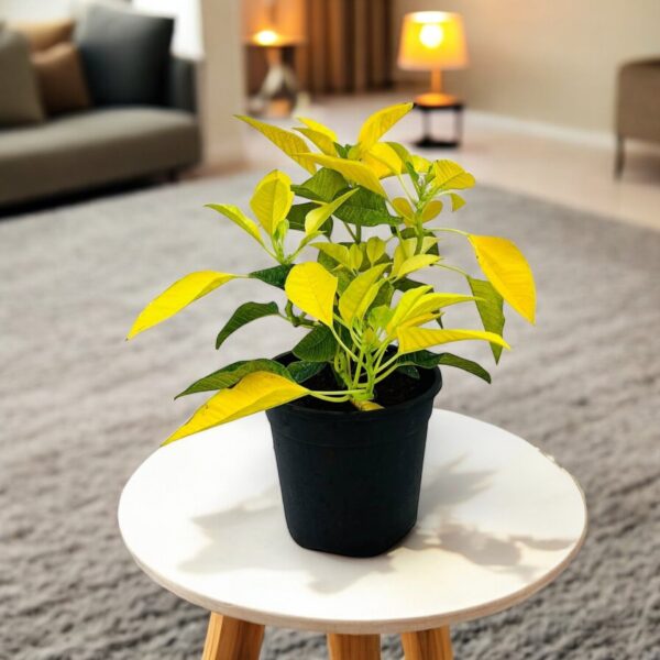 Poinsettia Yellow Plant - Air Purifier Indoor Plant