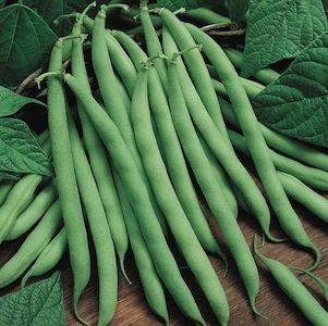 Pole Beans Selection Amira seeds (30 Seeds) - omaxe seeds