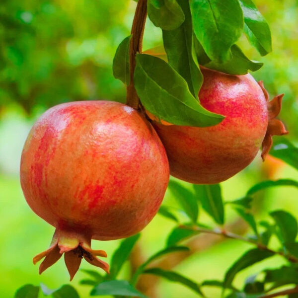 Pomegranate - Anar Fruit Plant | High Yield Variety