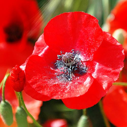 Poppy Papaver Shirley Seeds - omaxe seeds