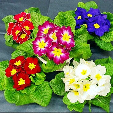 Primula Selection Mixed Seeds - omaxe seeds