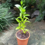 Raat ki Raani-Night Blooming Jasmine Plant