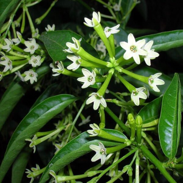 Raat Rani Plant - Night Blooming Jasmine