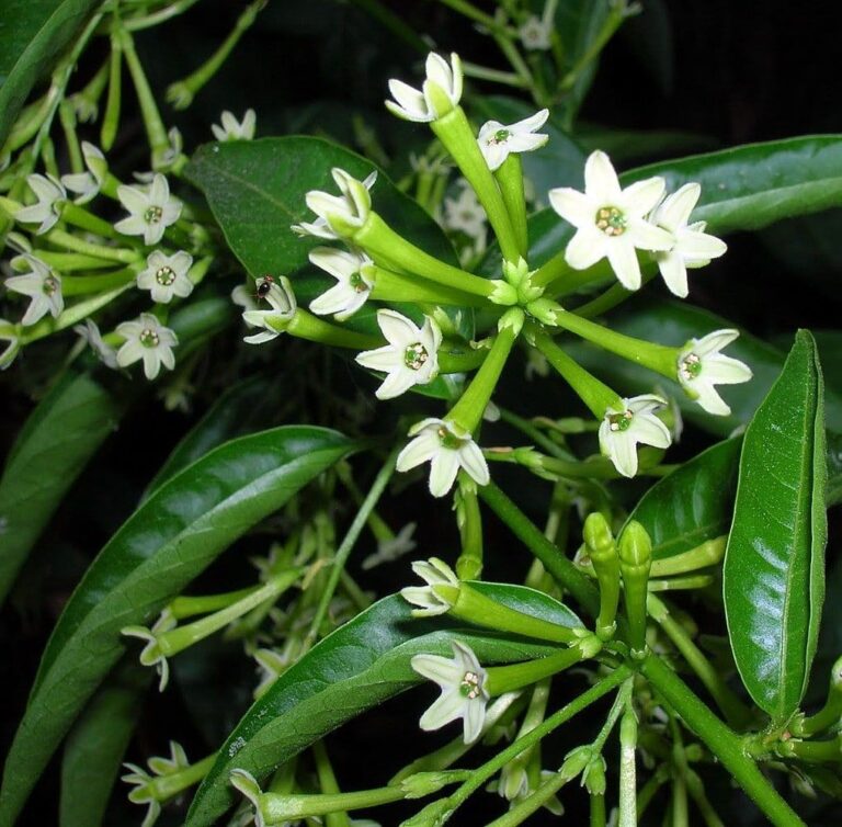 Raat Rani Plant - Night Blooming Jasmine