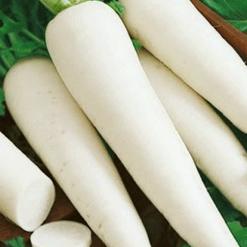 Radish F1 Hybrid Great Long White seeds - omaxe seeds