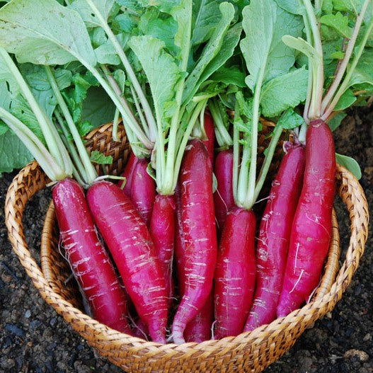Radish F1 Hybrid Long Red seeds - omaxe seeds