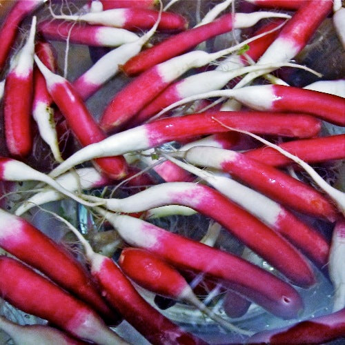 Radish Imported Half Red (100 seeds) - omaxe seeds