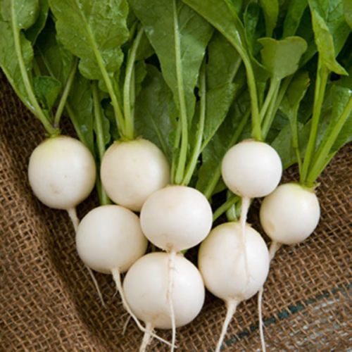 Radish Imported White Globe (50 seeds) - omaxe seeds